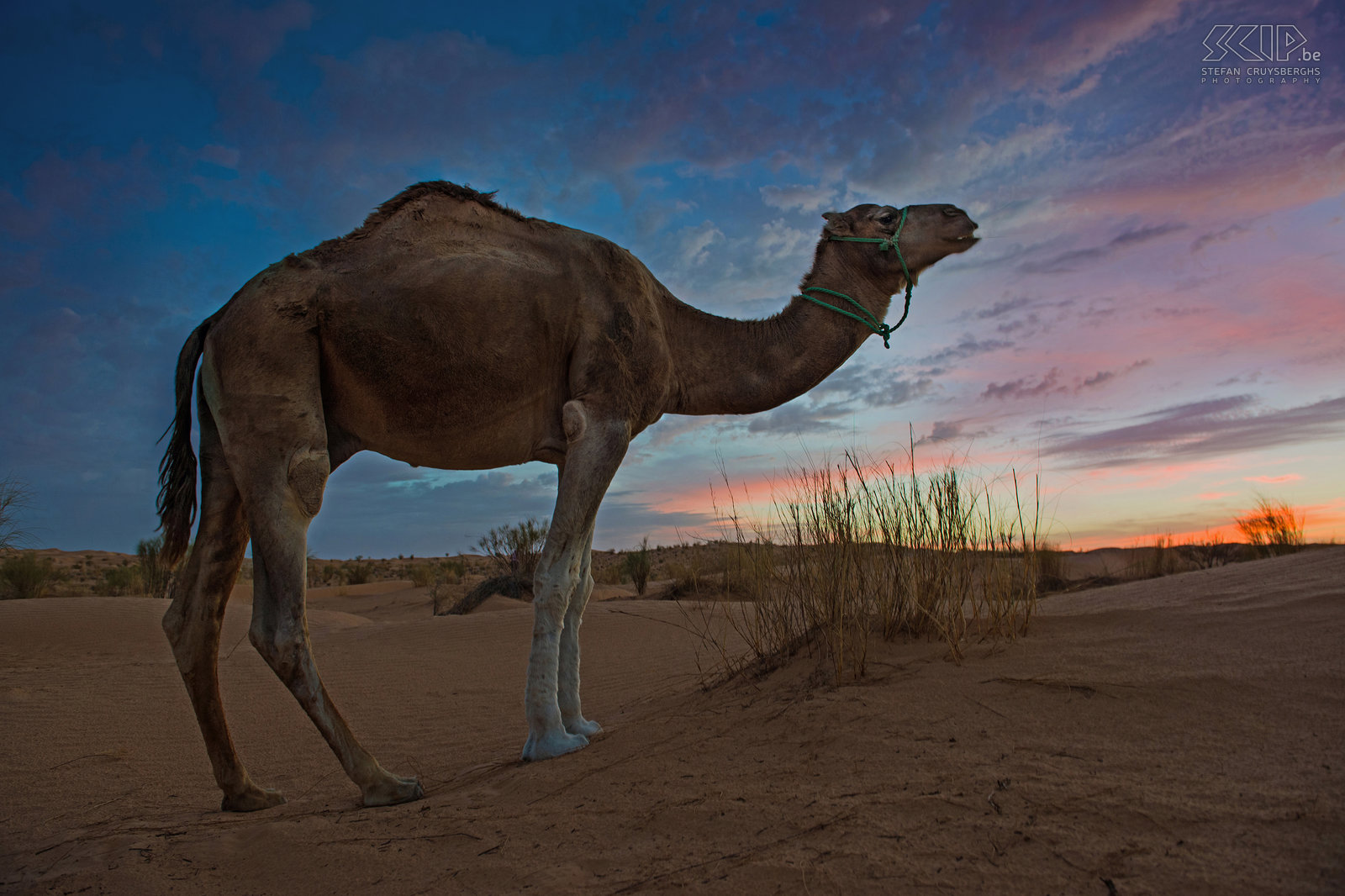 Sunset - Dromedary camel  Stefan Cruysberghs